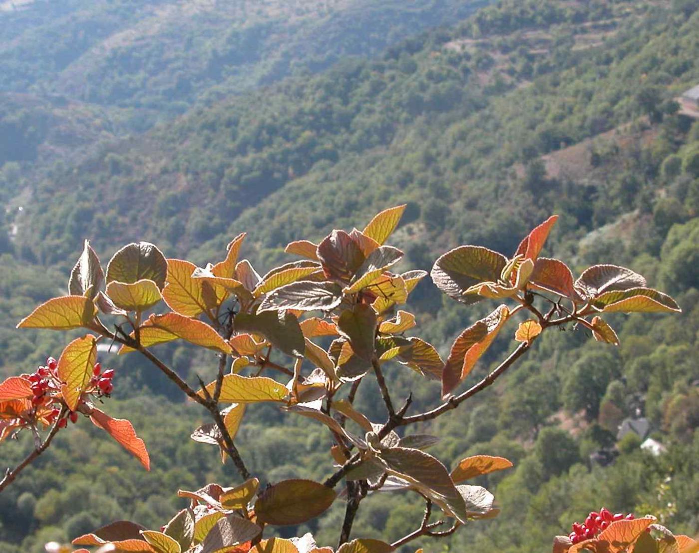 Wayfaring Tree leaf